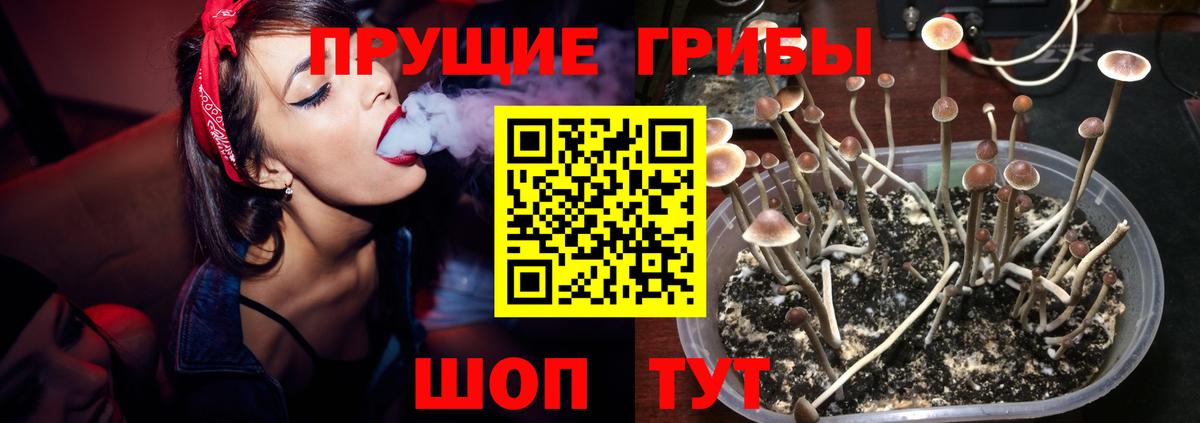 Галлюциногенные грибы Cubensis  Галлюциногенные грибы Cubensis  Вход с VPN  Мценск 